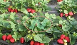 草莓种植爆料视频教程全集,揭秘视频教程全集精华